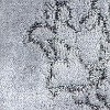 Hydrangea image